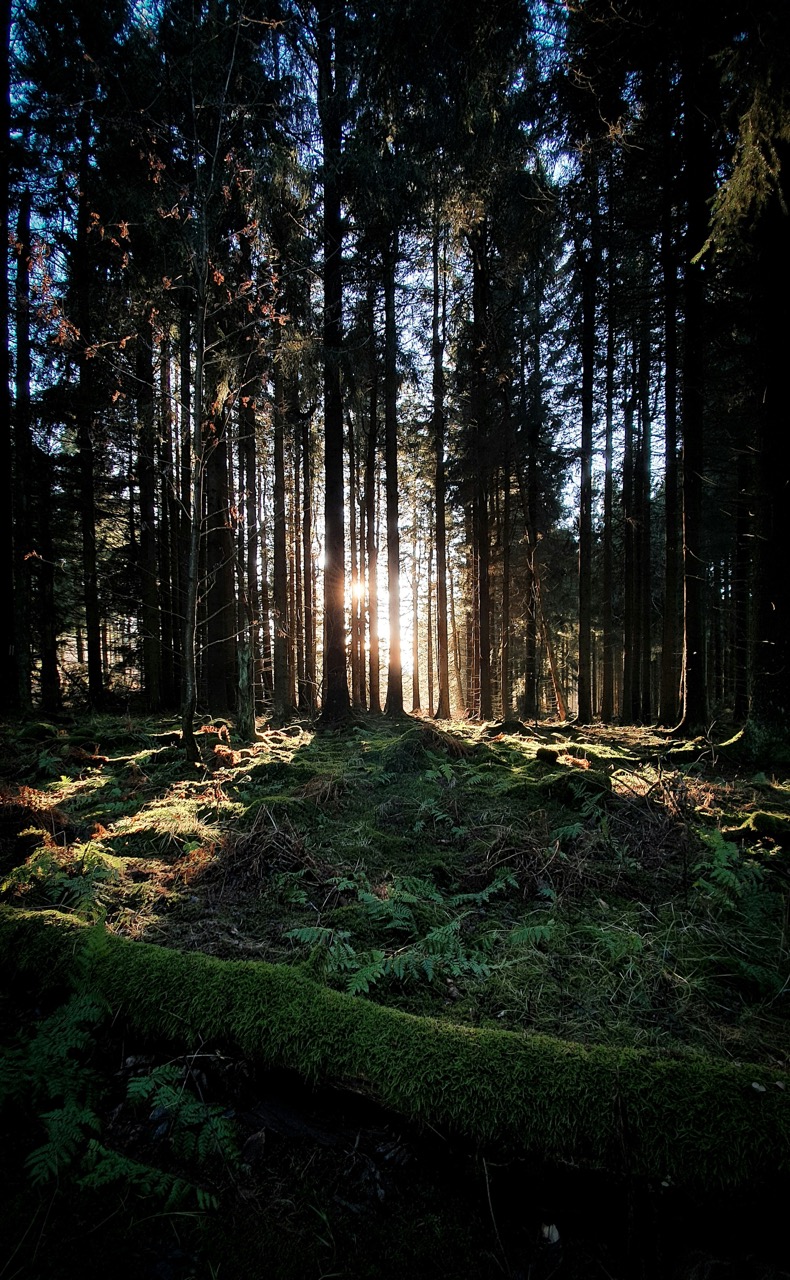 Trail Wald